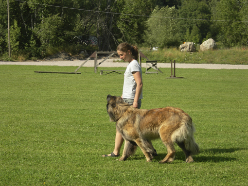 Dragongrdens Kennel